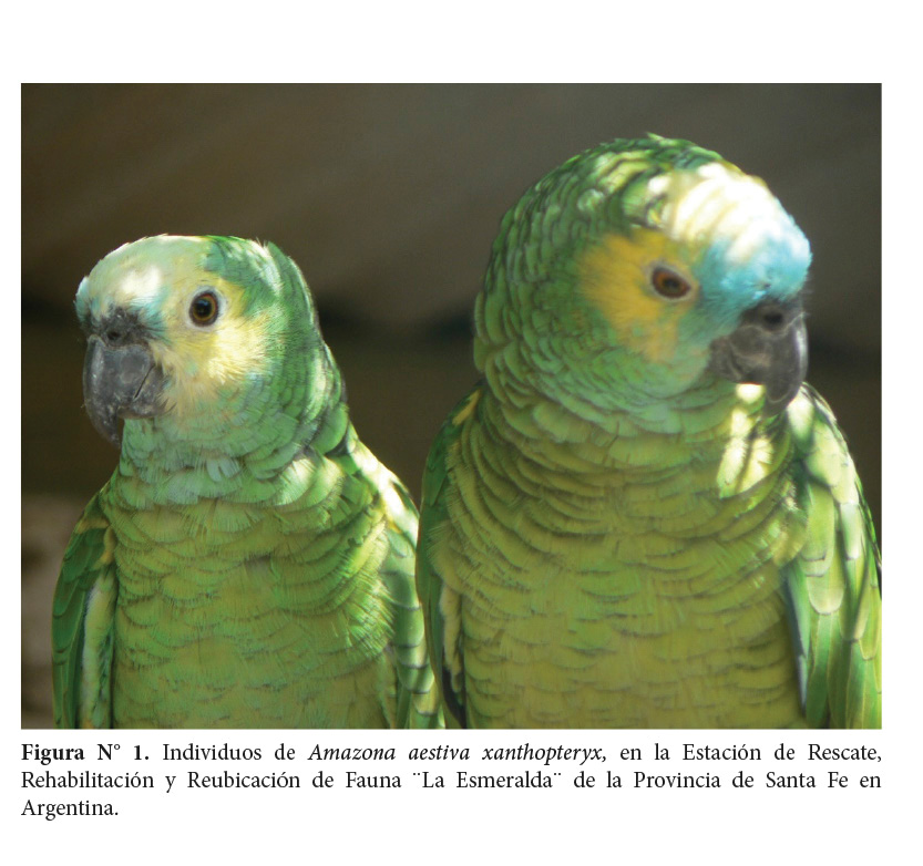 View of Blood values of the Chaco chatter parrot Amazona aestiva