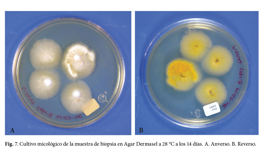 perro microsporum canis